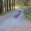 Budovy, lesní cesty a svážnice